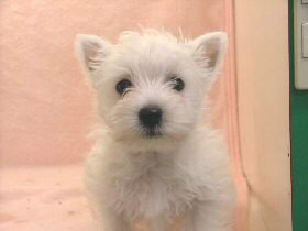 ウエスティー 子犬フリー画像