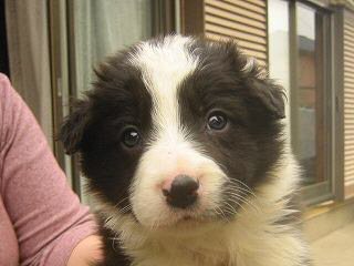 �{�[�_�[�R���[�̎q���ʐ^