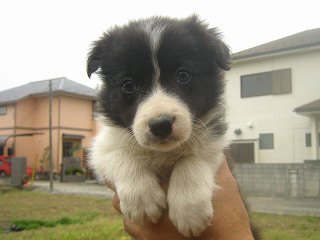 �{�[�_�[�R���[�@�q���t���[�摜