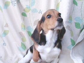 �r�[�O��ށ@�q���t���[�摜