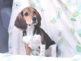 �r�[�O���@�q���t���[�摜