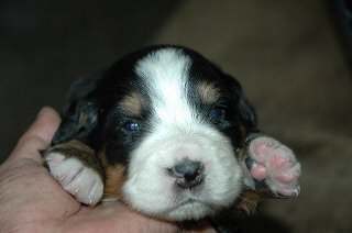 �o�[�j�[�Y�}�E���e���h�b�O�@�q���t���[�摜