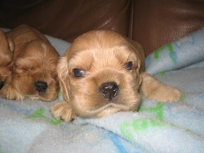 �A�����J���R�b�J�[�X�p�j�G���@�q���t���[�摜