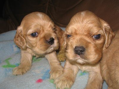 �A�����J���R�b�J�[�X�p�j�G���@�q���t���[�摜