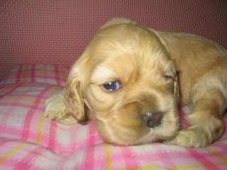 �A�����J���R�b�J�[�X�p�j�G���@�q���t���[�摜