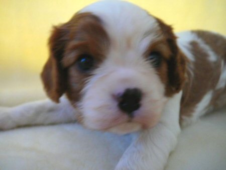 �L���o���A�@�q���t���[�摜