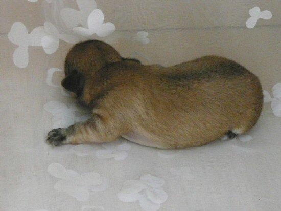 �`�����X���[�X�@�q���t���[�摜