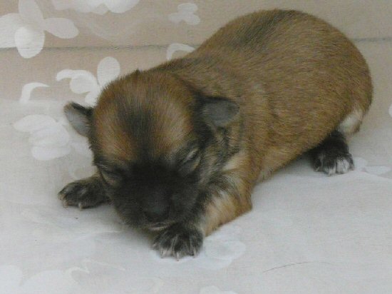 �`�����X���[�Xށ@�q���t���[�摜