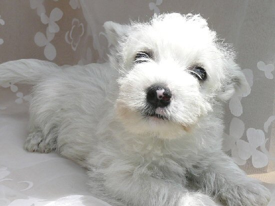 �E�G�X�e�B�[�@�q���t���[�摜