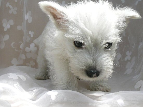 �E�G�X�e�B�[�@�q���t���[�摜