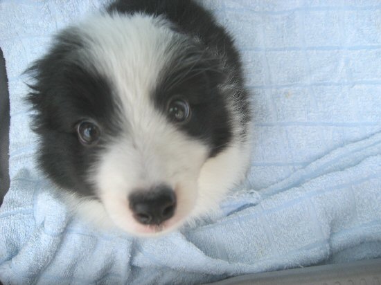 �{�[�_�[�R���[�@�q���t���[�摜