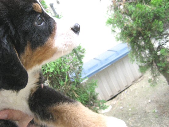 �o�[�j�[�Y�}�E���e���h�b�O�@�q���t���[�摜