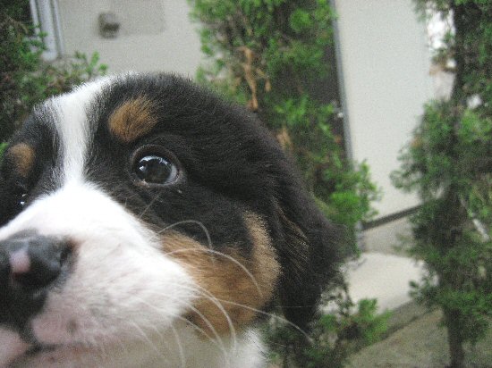 �o�[�j�[�Y�}�E���e���h�b�O�@�q���t���[�摜