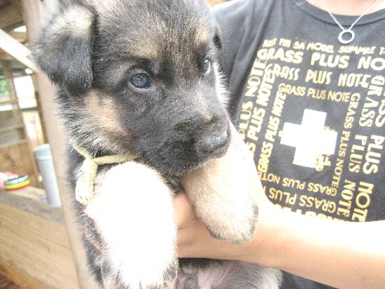 �W���[�}���V�F�p�[�h�@�q���t���[�摜