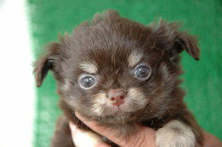 �`���������Oށ@�q���t���[�摜