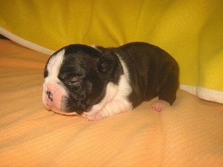 �{�X�g���e���A�@�q���t���[�摜