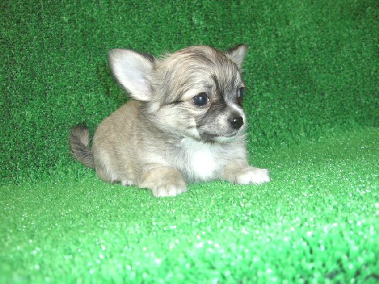 �`���������O�@�q���t���[�摜