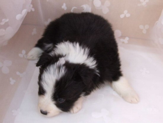 �{�[�_�[�R���[�@�q���t���[�摜