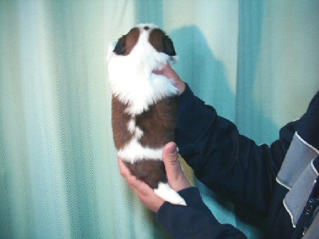 �V�[�Y�[�@�q���t���[�摜