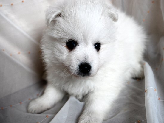 ���{�X�s�b�c�@�q���t���[�摜