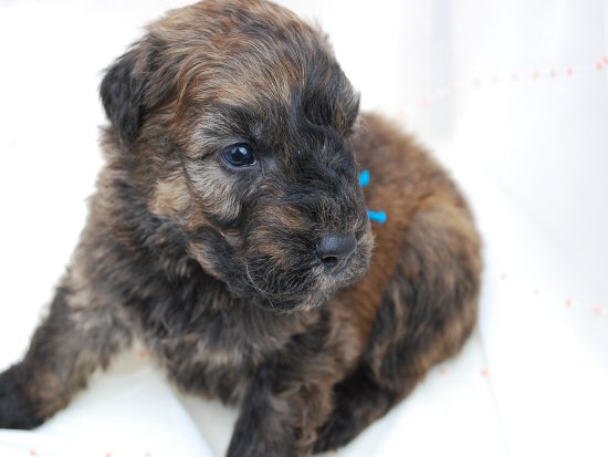 ブービエ・デ・フランダース 子犬フリー画像