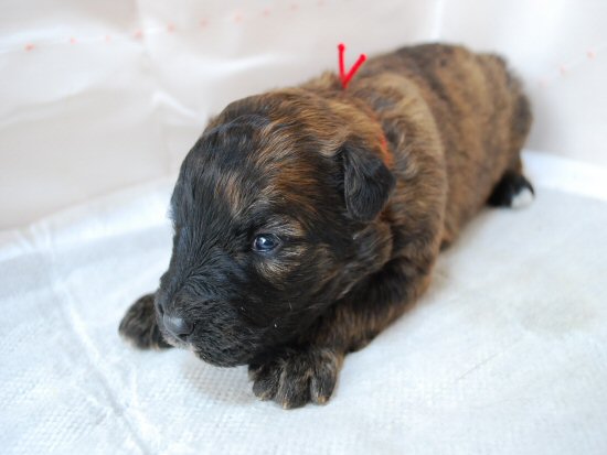 ブービエ・デ・フランダーズ 子犬フリー画像