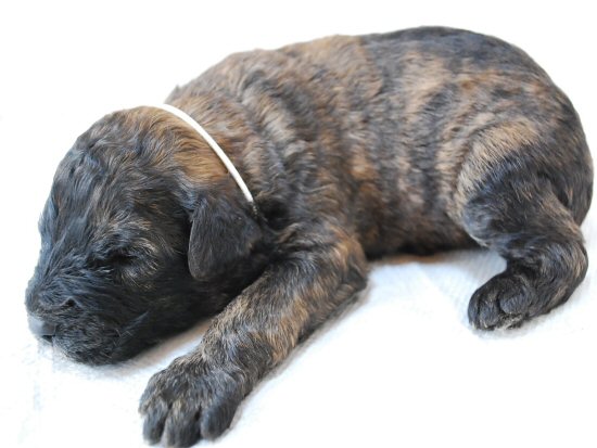 ブービエ・デ・フランダース 子犬フリー画像