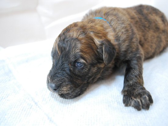 ブービエ・デ・フランダース 子犬フリー画像