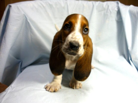 バセット・ハウンド 子犬フリー画像