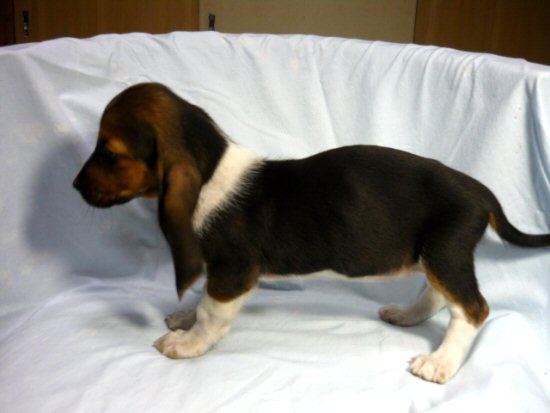 バセット・ハウンド 子犬フリー画像