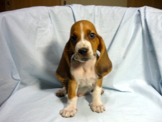 バセット・ハウンド 子犬フリー画像