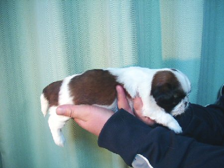 シーズー 子犬フリー画像