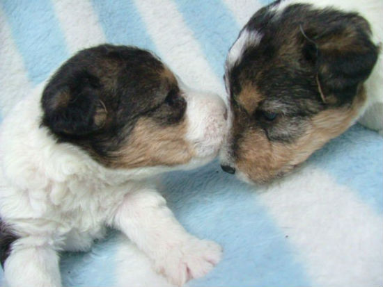 ���C���[�t�H�b�N�X�e���A�@�q���t���[�ʐ^