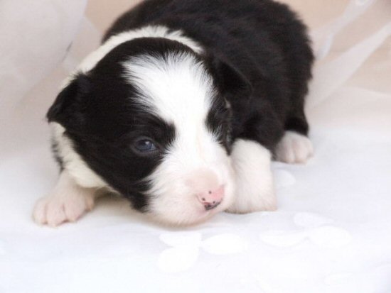 �{�[�_�[�R���[ށ@�q���t���[�摜