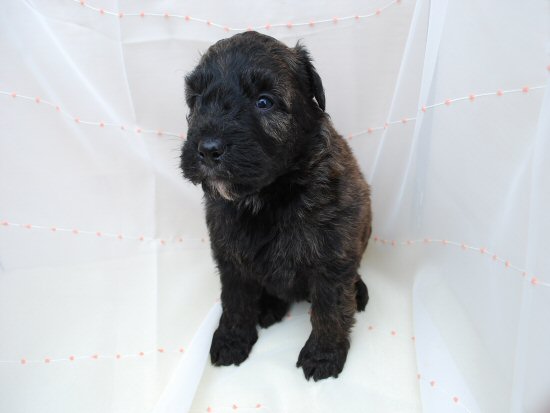 �u�[�r�G�E�f�E�t�����_�[�X�@�q���t���[�摜