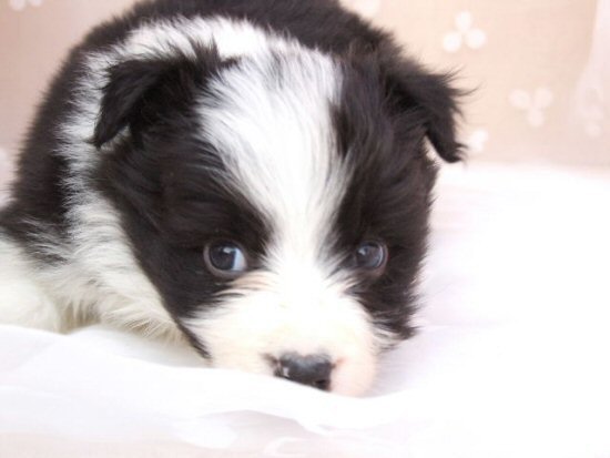 �{�[�_�[�R���[�@�q���t���[�摜