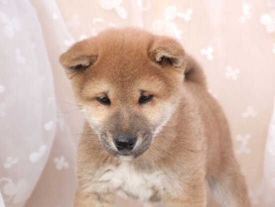 �Č��@�q���t���[�摜