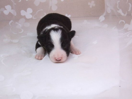 �{�[�_�[�R���[�@�q���t���[�摜