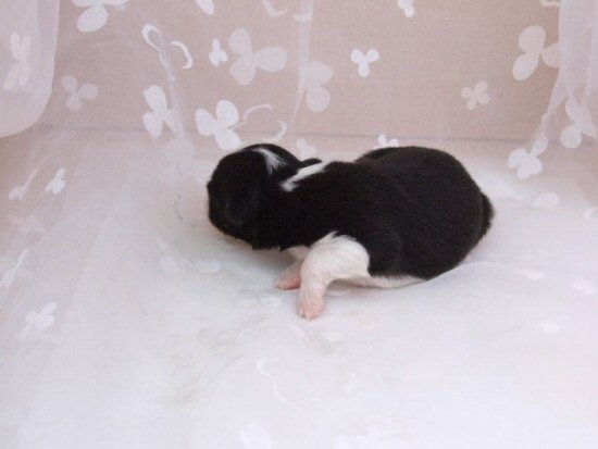 �{�[�_�[�R���[ށ@�q���t���[�摜