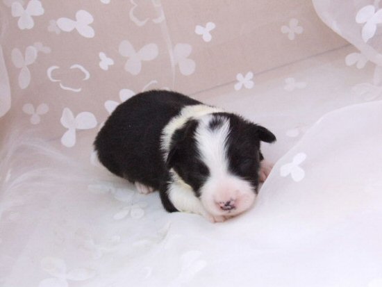 �{�[�_�[�R���[�@�q���t���[�摜