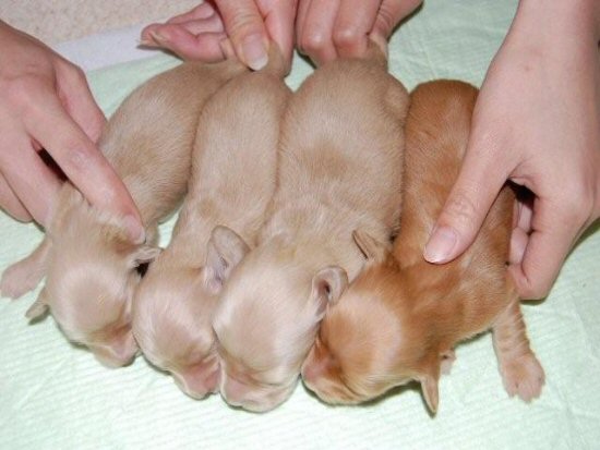 �_�b�N�X�t���h�@�q���t���[�摜