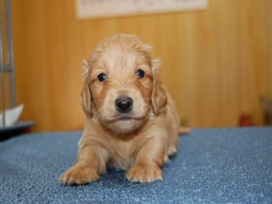 �_�b�N�X�t���h�@�q���t���[�摜