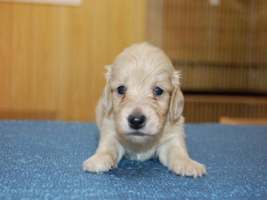 �_�b�N�X�t���h�@�q���t���[�摜