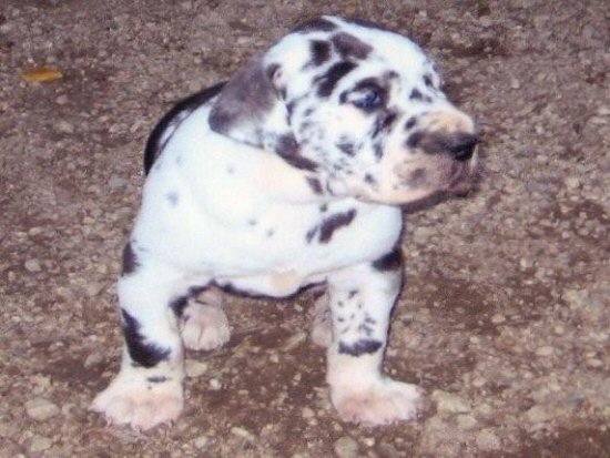 �O���[�g�f�[���@�q���t���[�摜