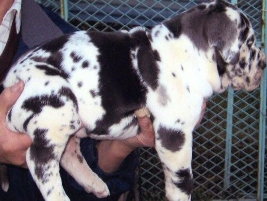 �O���[�g�f�[���@�q���t���[�摜