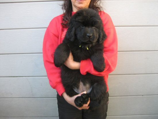 �j���[�t�@���h�����h�@�q���t���[�摜