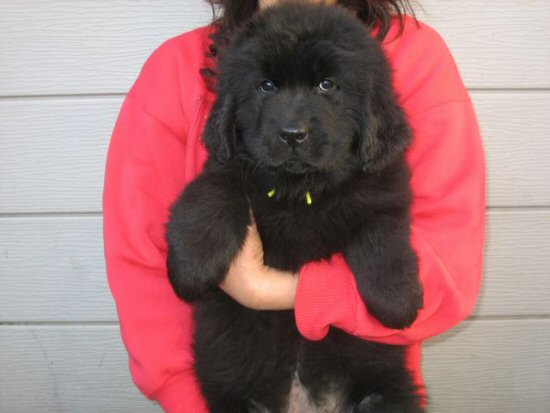 �j���[�t�@���h�����h�@�q���t���[�摜