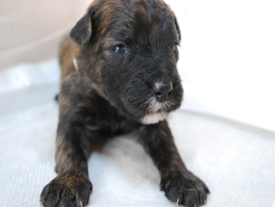 �u�[�r�G�E�f�E�t�����_�[�Xށ@�q���t���[�摜