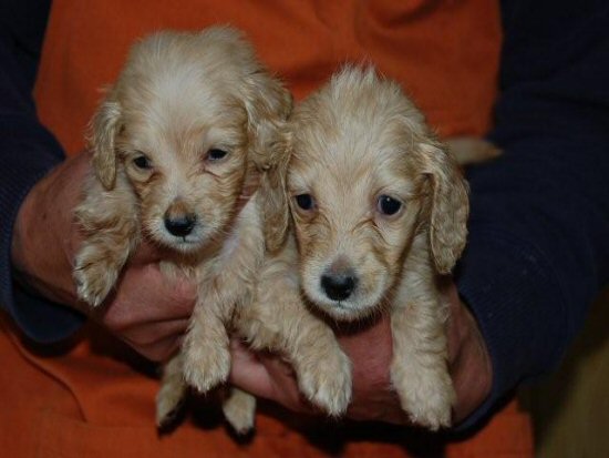 �_�b�N�X�t���h�@�q���t���[�摜