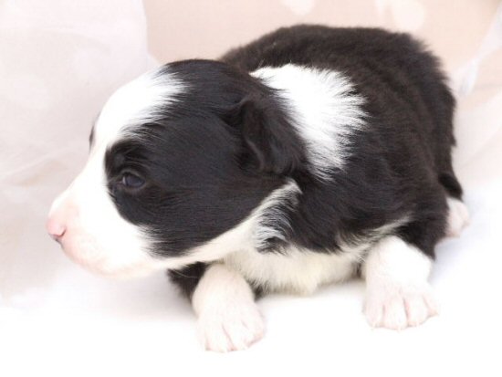 �{�[�_�[�R���[�@�q���t���[�摜